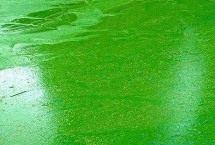 水產(chǎn)養(yǎng)殖中藻類生長過旺怎么抑制，可換水清藻或防治水肥等