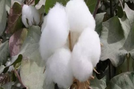 邯258棉花栽培技術(shù)要點(diǎn)，適宜播種期5月20～25日