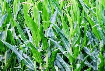 宏輝368玉米栽培技術(shù)要點(diǎn)，適宜密度為3000株/畝左右
