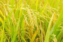 原香優(yōu)桂福香水稻栽培技術(shù)要點，全生育期早稻123.5天