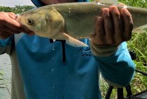 深秋能釣鰱鳙嗎，效果良好、可使用酸臭味魚(yú)餌
