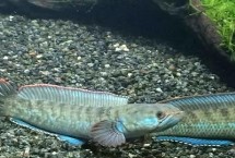 七星魚和黑魚有什么區(qū)別，一般可存活10-15年