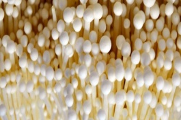 金針菇黑斑病的癥狀，關(guān)鍵是控制好適宜的溫度和濕度