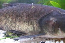 鳙魚(yú)的食物，主要吃浮游植物、浮游動(dòng)物