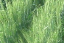 馬蘭3號(hào)小麥栽培技術(shù)要點(diǎn)，平均生育期235天