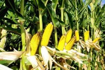 銀玉439玉米栽培技術(shù)要點(diǎn)，每畝適宜種植密度5500株