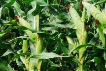 實地2號玉米栽培技術(shù)要點，注意防治病蟲害