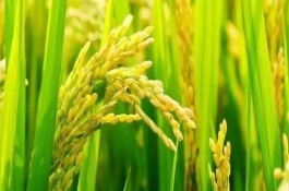 慶林518水稻栽培技術(shù)要點，生育期間注意及時防治稻瘟病