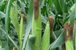 隆禧109玉米栽培技術(shù)要點(diǎn)，中上等肥力地塊種植