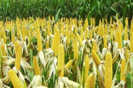 雅玉891玉米品種介紹，中抗灰斑病