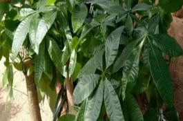 發(fā)財(cái)樹(shù)為什么會(huì)落葉，過(guò)度澆水、缺光、缺肥等因素均會(huì)造成
