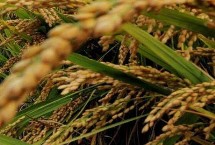 隆科絲苗13號水稻栽培技術(shù)要點(diǎn)，湘北6月13-15日播種