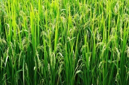博II優(yōu)2386水稻栽培技術(shù)要點(diǎn)，全生育期107～122天