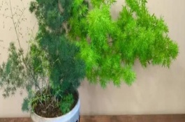 蓬萊松幾年才會(huì)開(kāi)花，10公分的時(shí)候需適當(dāng)摘心處理