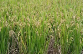 株兩優(yōu)2013水稻栽培技術(shù)要點，全生育期110.5天