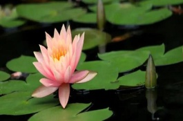睡蓮和荷花的區(qū)別是什么，葉子、花朵和屬性均不同