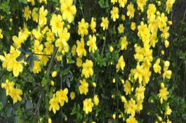 迎春花的品種，常見(jiàn)的有探春、云南黃素馨等