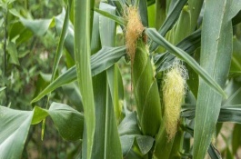 百?gòu)?qiáng)3號(hào)玉米栽培技術(shù)要點(diǎn)，適宜播期為6月上旬