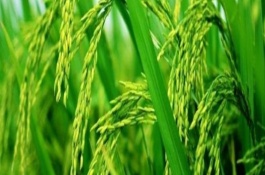 鄂香2號(hào)水稻栽培技術(shù)要點(diǎn)，全生育期120.6天