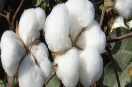 湘豐棉三號棉花栽培技術(shù)要點，每畝定植1200株左右