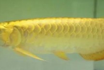 高背紅尾金龍魚怎么養(yǎng)，有一定的飼養(yǎng)難度