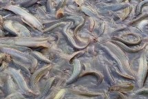 養(yǎng)殖泥鰍所需環(huán)境，放養(yǎng)苗種前需消毒