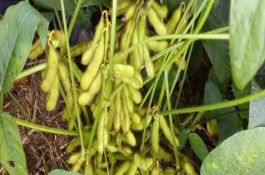 撫豆21號大豆栽培技術要點，適宜密度為1.2萬株/畝