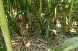 海禾118玉米栽培技術(shù)要點(diǎn)，適宜密度為3500株/畝