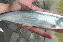 作釣技巧，標點時選擇回水灣淺水區(qū)等位置