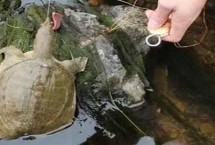 甲魚如何釣最好，葷餌較好