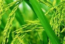 宛兩優(yōu)2165水稻栽培技術(shù)要點，每畝插足基本苗6萬以上