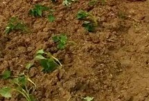 種紅薯用什么肥料能變大變甜，在確保成活的前提下適合淺栽
