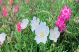 最漂亮的太陽(yáng)花品種，寓意向往光明、沉默的愛(ài)等