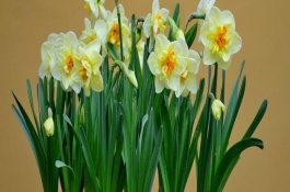 水仙花花謝后怎么養(yǎng)，水仙花相對(duì)比較耐寒