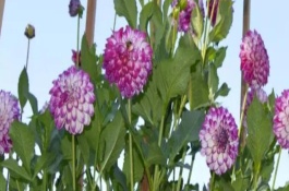 大麗花的開(kāi)花時(shí)間，一般為5月份左右