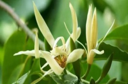 白蘭花的寓意，寓意純潔的愛(ài)、高貴優(yōu)雅等