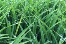 綏原1號(hào)水稻栽培技術(shù)要點(diǎn)，香稻品種