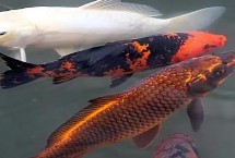 鯉魚按種類劃分，常見的有紅鯉、豐鯉、錦鯉等