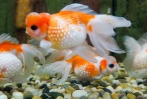 金魚眼睛被其他魚吃了還能活嗎，需保持水質的清潔并用敵百蟲藥浴