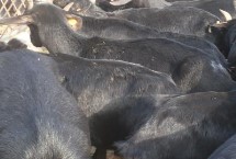 烏骨羊放牧技術(shù)，要根據(jù)不同的放牧條件來(lái)組織羊群