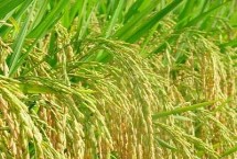 浙優(yōu)817水稻栽培技術(shù)要點，秧田畝播種量10千克
