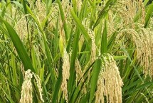 金達A水稻栽培技術(shù)要點，生育期比龍?zhí)仄諥短5天左右