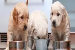 幼犬鼻子為什么總是噴氣，建議喂食寵物專用的羊奶粉