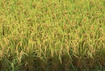 升兩優(yōu)珞佳占水稻栽培技術(shù)要點(diǎn)，全生育期131.8天