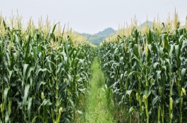 斯達(dá)205玉米栽培技術(shù)要點(diǎn)，栽培密度為畝3800株