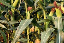DF1808玉米栽培技術(shù)要點(diǎn)，適宜播期4月下旬至5月上旬