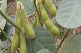 綏小粒4號大豆栽培技術(shù)要點(diǎn)，在適應(yīng)區(qū)5月上旬播種