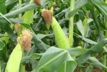 九圣禾528玉米栽培技術(shù)要點(diǎn)，中抗莖腐病