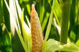 華金甜2號玉米栽培技術(shù)要點，中抗小斑病