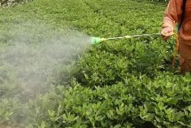 花生根外追肥用哪種肥料，不同肥料的施用方式不同